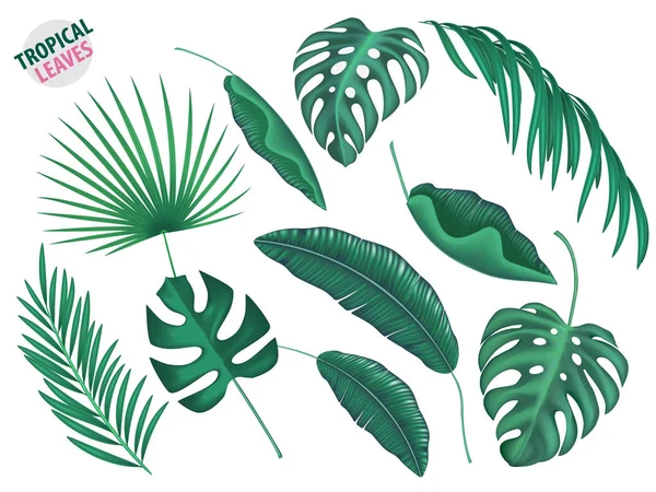 Tropiska löv vektor realistisk uppsättning — Stock vektor
