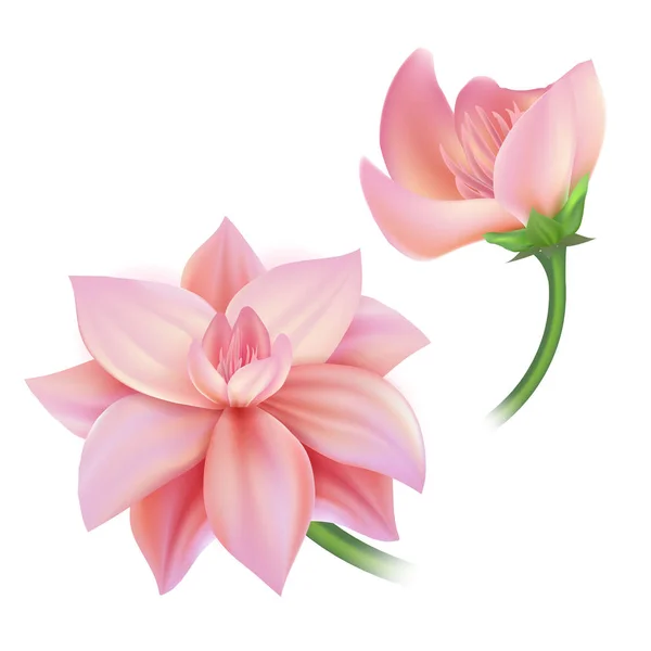 Vetor realista flor rosa, cereja, conjunto de lotos — Vetor de Stock