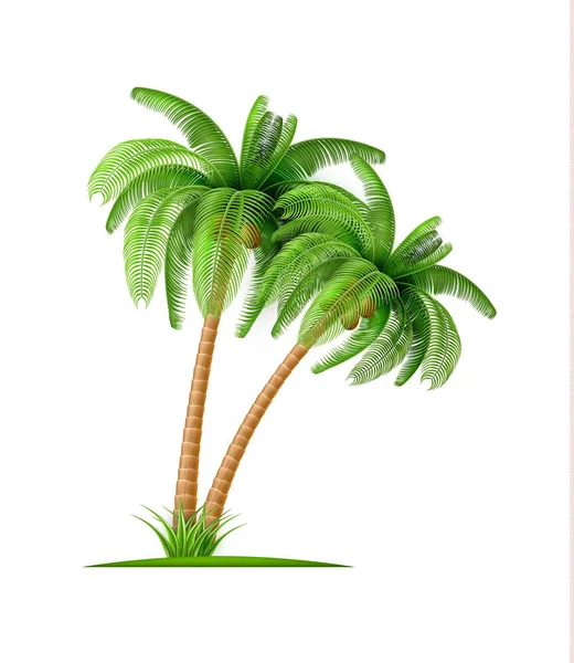 逼真的棕榈树与椰子矢量3d 异国情调 — 图库矢量图片
