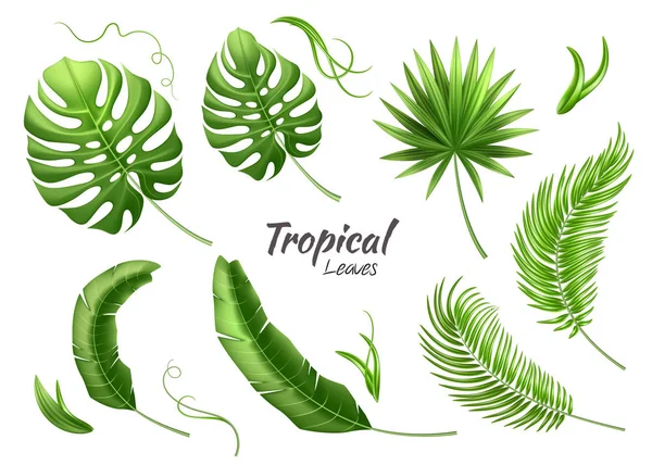 Vecteur feuilles tropicales réalistes vacances exotiques — Image vectorielle