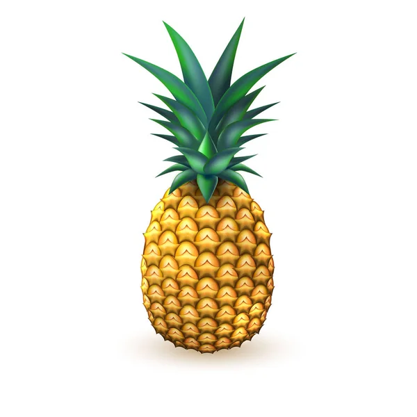 Piña realista verano exótica fruta aislada — Vector de stock