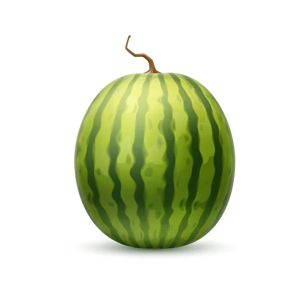 Vector realistic watermelon fruit 3d — Stock Vector