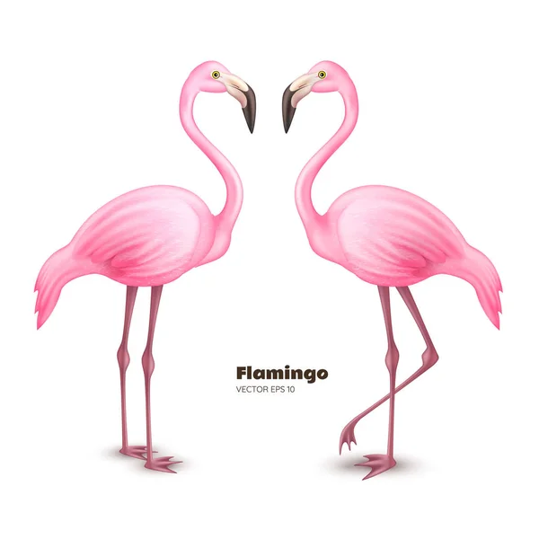矢量逼真的3d 粉红色火烈鸟套装 — 图库矢量图片