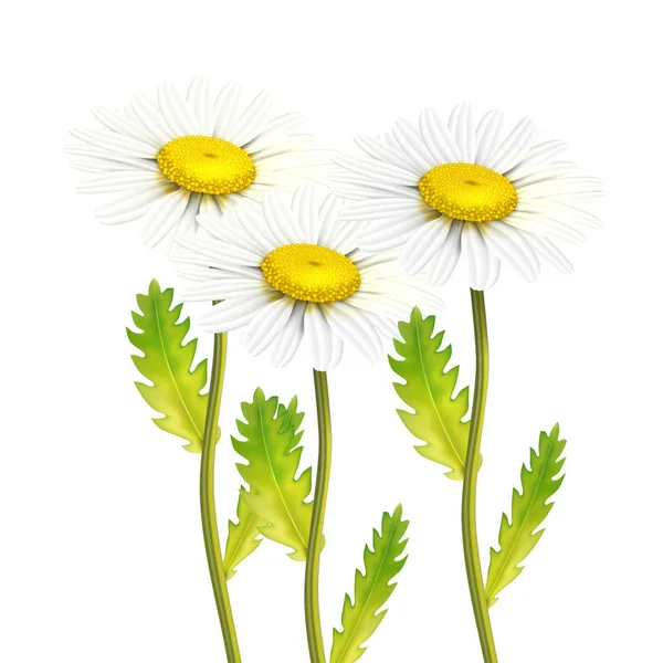 Ensemble vectoriel réaliste de fleurs de camomille de marguerite — Image vectorielle