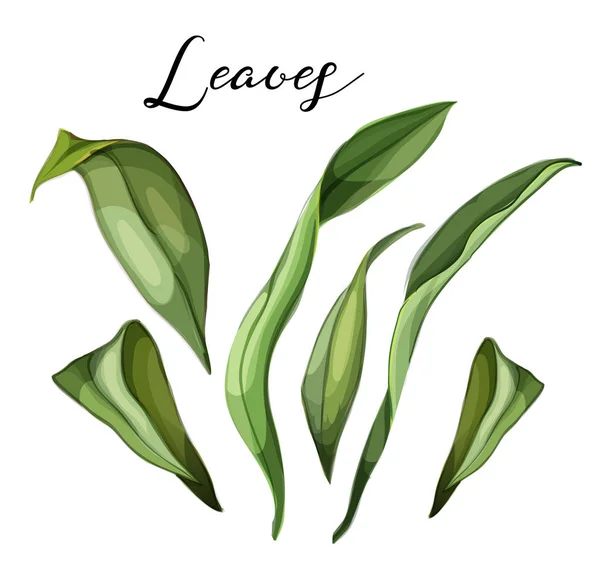 Vector hand drawn lily leaves on branch set — Stock Vector