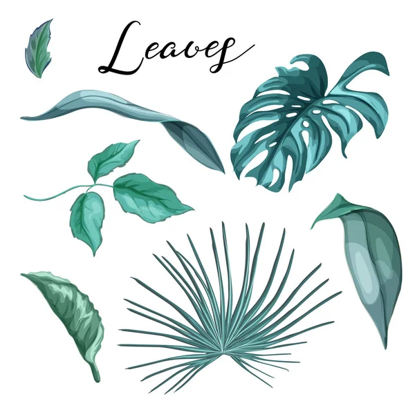 Vektor tropische exotische Blätter Sommer-Set — Stockvektor