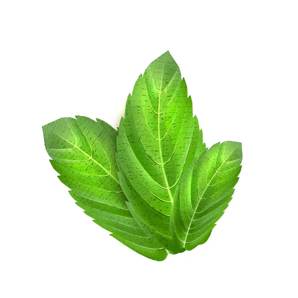 Feuilles de menthe réalistes. Menthol vert herbe 3d — Image vectorielle