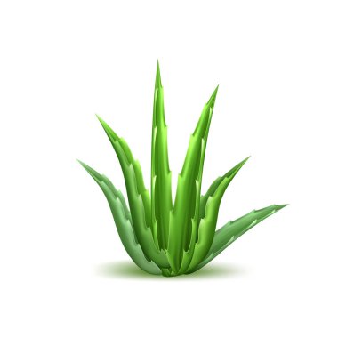 Vektör aloe vera gerçekçi bitki cilt bakımı kozmetik