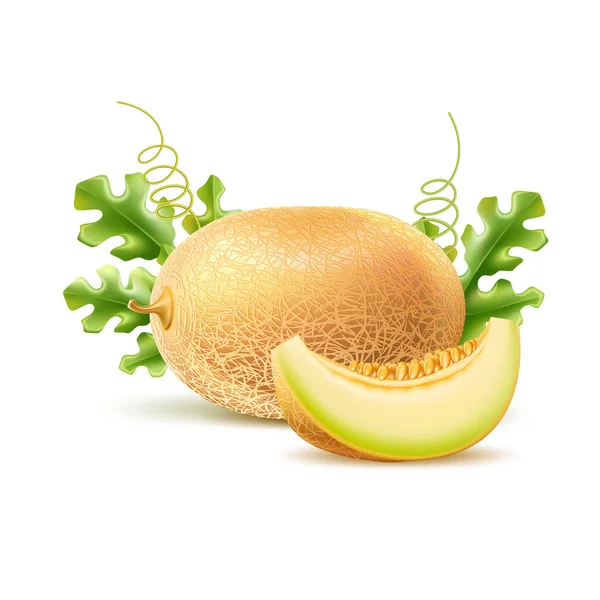 Vecteur réaliste rond melon frais avec tranche — Image vectorielle