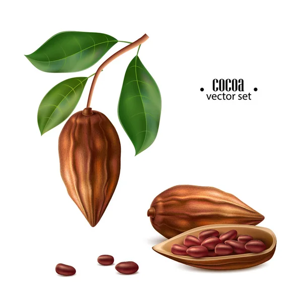 Yapraklı gerçekçi çiğ kakao çekirdekleri — Stok Vektör