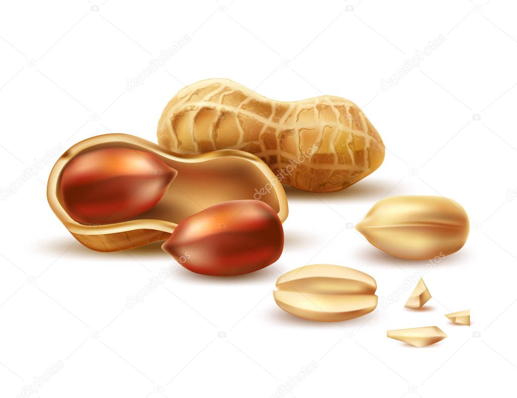 Vector realistic peanut in nutshell, kernel, shell