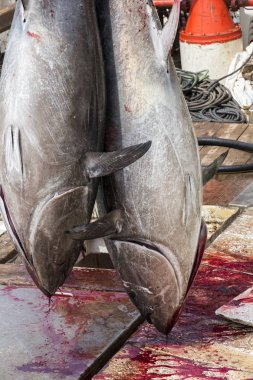 Atlantik mavi yüzgeçli orkinos Almadraba labirent net sistemi tarafından yakalanan bir