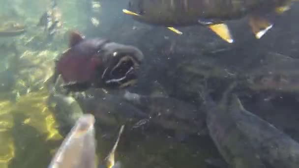 Molti pesci salmone come chum e coho sta nuotando sotto l'acqua limpida e facendo folle mentre stanno per deporre le uova in autunno giorno di sole — Video Stock