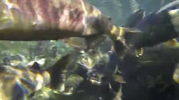 Багато риб лосося, таких як кіта і кохо, плавають під чистою водою і роблять натовп, поки вони збираються з'явитися в сонячний день осінь — стокове відео
