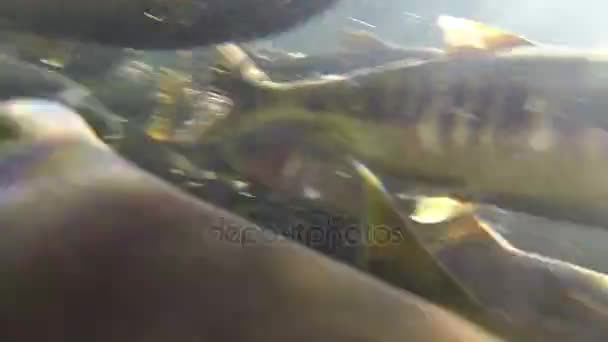 Muchos peces salmón como el chum y el coho están nadando bajo el agua clara y haciendo multitudes mientras van a desovar en el soleado día de otoño. — Vídeo de stock