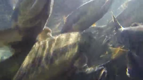 Beaucoup de saumons comme le saumon kéta et le coho nagent sous l'eau claire et font des foules pendant qu'ils vont frayer à l'automne ensoleillé jour 