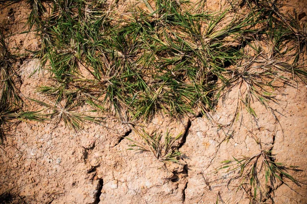 Texture dying grass and cracked earth — Stock Photo, Image