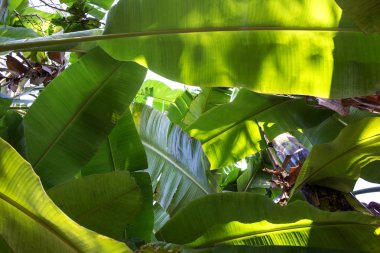 muz yaprak karınca bakışı