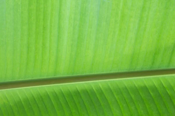 banana leaf texture