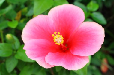 büyük pembe çiçek görünüm taze ve güzellik kadar polen kapatın