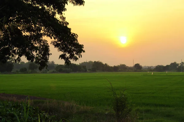 Alacakaranlıkta zamanında ricefield kırsalında on Sunset