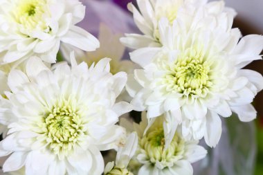 Güzel beyaz çiçekler yakın.