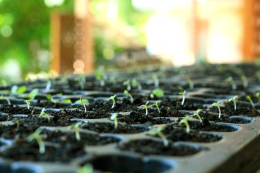 taze büyüyen marul tohumu