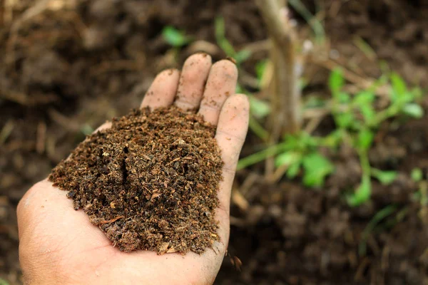 Compost en mano — Foto de Stock