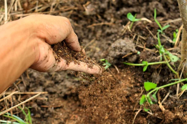 Compost à la main plante en croissance Image En Vente