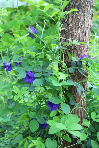 Kelebek bezelye ormanda 