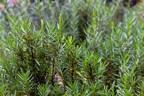 Foglia verde fresca da vicino — Foto Stock