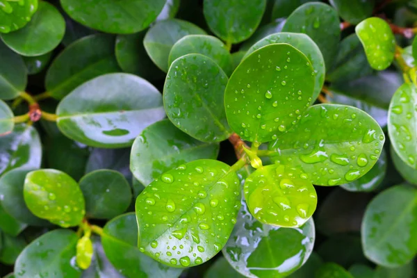 Foglia verde fresca da vicino — Foto Stock