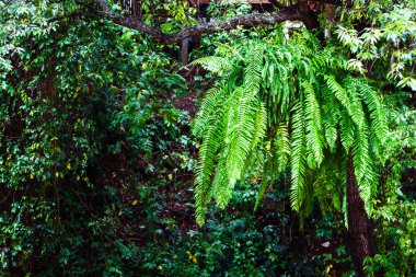 Taze yeşil eğrelti otu yaprağı
