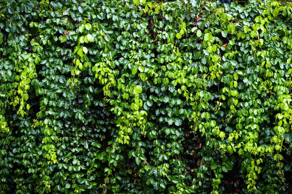 Πράσινο κισσού τοίχο υφή — Φωτογραφία Αρχείου
