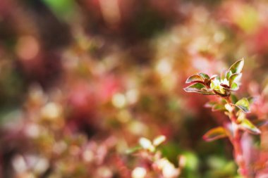 closeup seçin odak duygu sıcak sesi bush