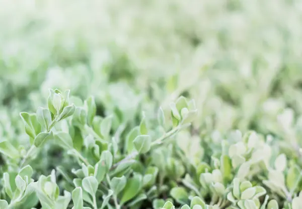 closeup seçin odak duygu soğuk sesi bush