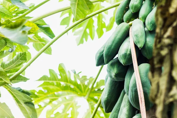üstten görünüm atışlarındaki Papaya ağaç 