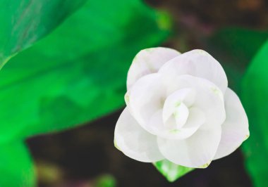 renkli çiçek bitki doğa kavram