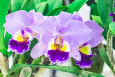 renkli orkide çiçek bitki doğa kavram