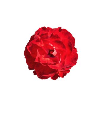kırmızı gül çiçek beyaz izole kırpma yoluyla
