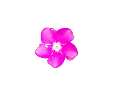 kırpma yolu ile izole beyaz Pembe çiçek