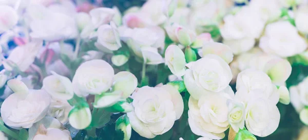 Fleurs colorées plante dans la nature concept — Photo