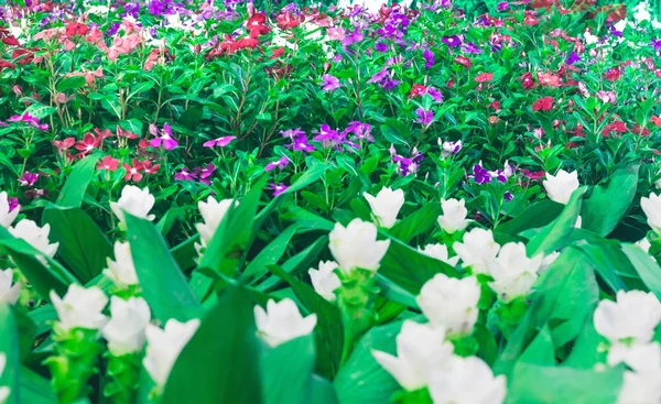 Beautiful flowers garden — Stock Photo, Image