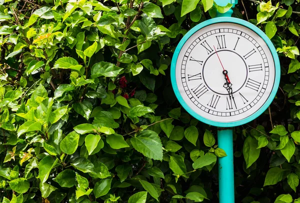 Reloj azul polo estilo vintage con fondo de arbusto verde —  Fotos de Stock