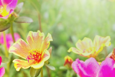 güzel çiçek bahçesi ile güneş ışığı bahar