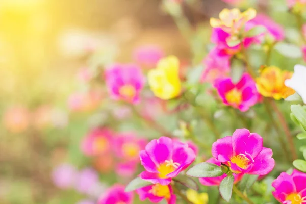 Beau jardin fleuri avec source de lumière du soleil — Photo