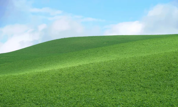 Campo de grama verde e céu azul brilhante — Fotografia de Stock
