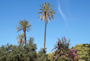 palmiye ağaçları oasis. Açık mavi gökyüzü avucunda