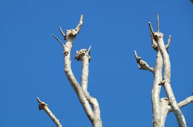 arka planda mavi gökyüzü ile ağaçlarının dalları