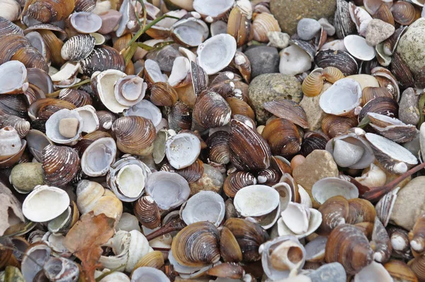 Conchas de muchos tipos y tamaños se encuentran en nuestras playas de bombardeo — Foto de Stock